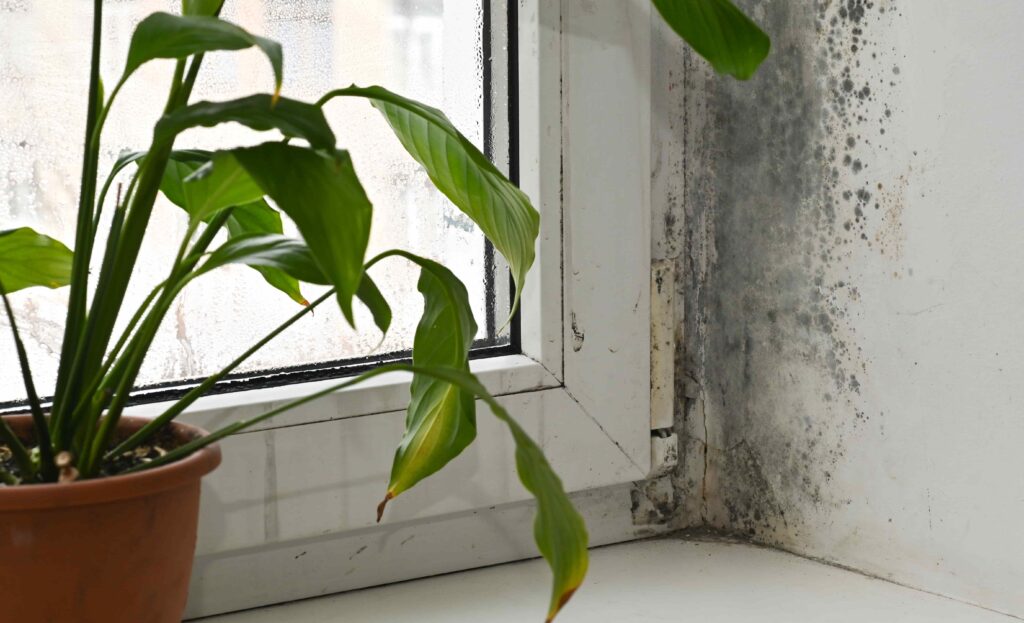 Mold Inspection vs. Mold Testing in NJ